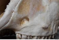 mouflon skull 0043